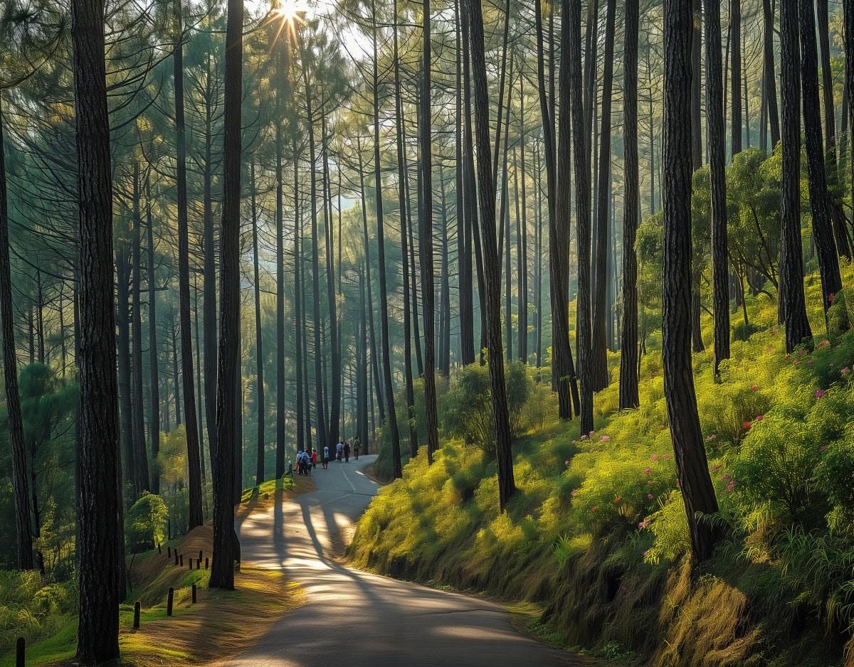 Kodaikanal Pine Forest Tour