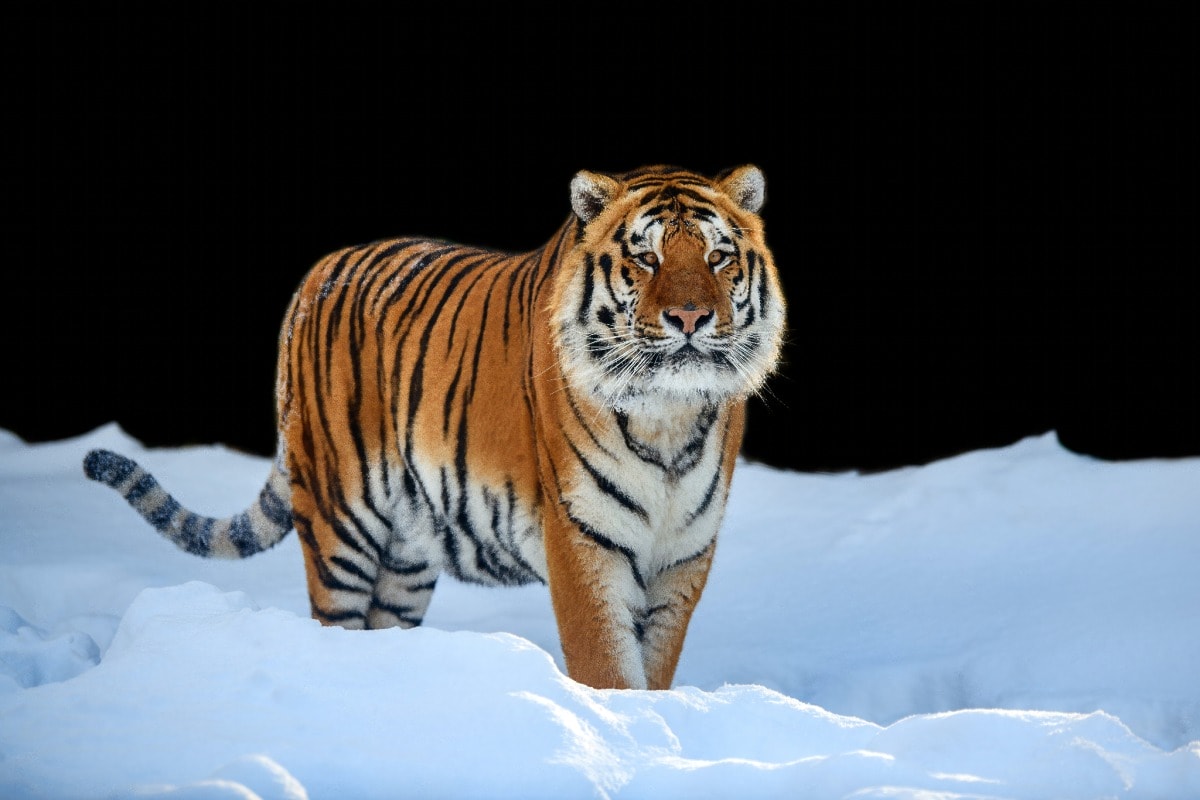 adult tiger in snow