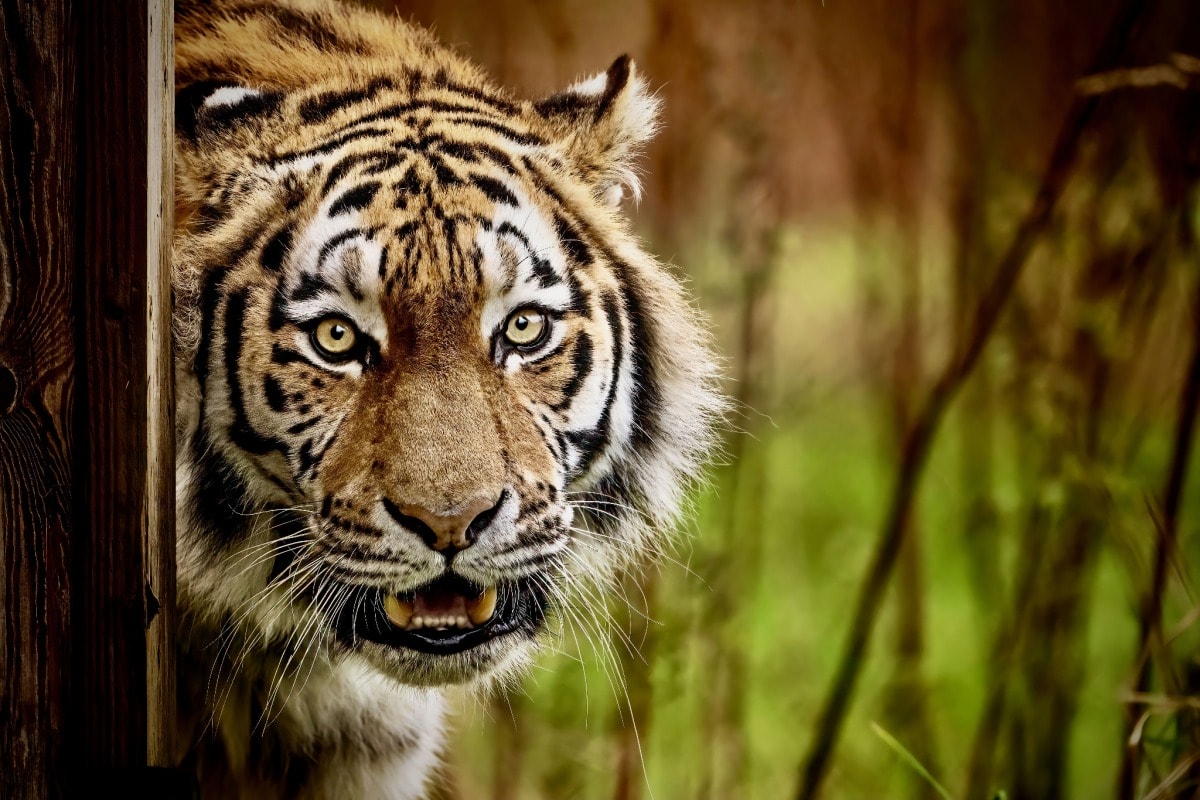 majestic tiger in its habitat
