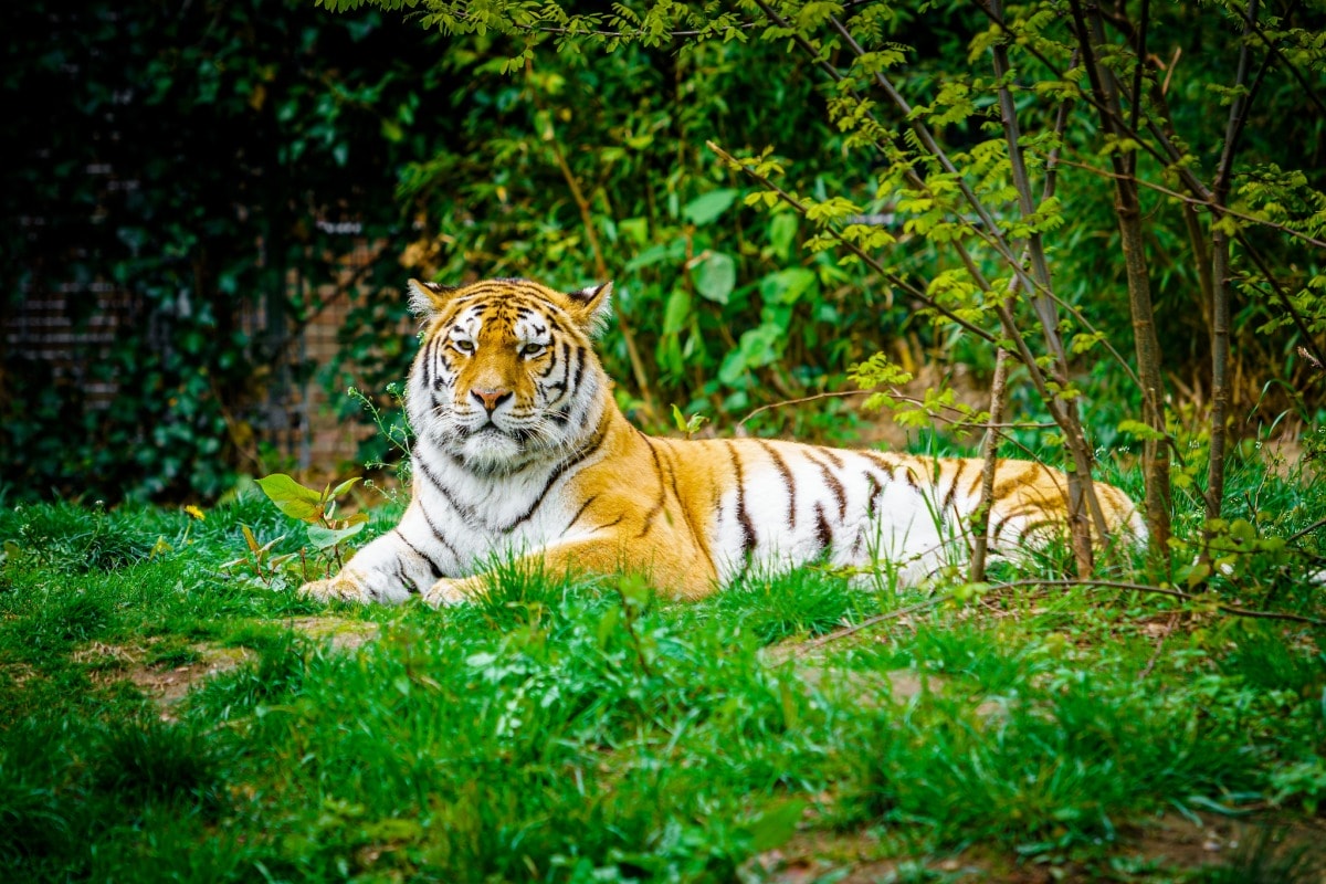 tiger laying down on green grass